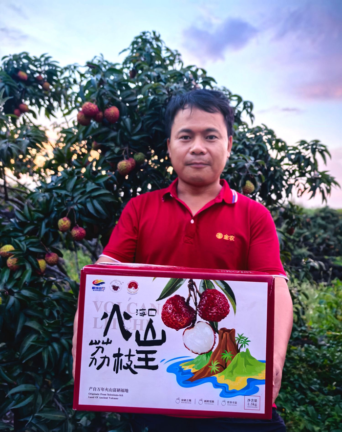 海南海口永兴火山荔枝王成熟上市。