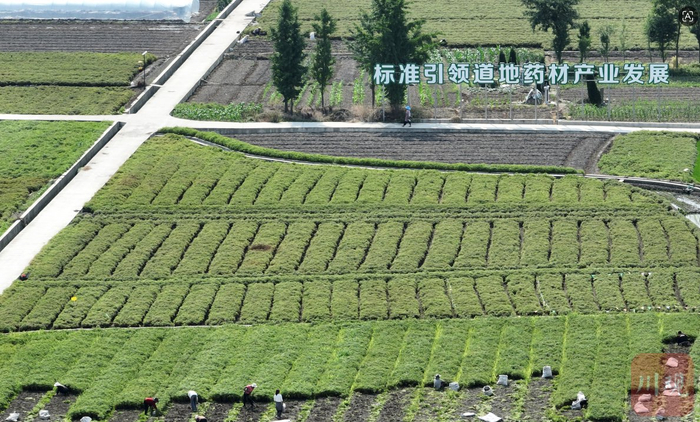 彭（州）什（邡）川芎现代农业园区。