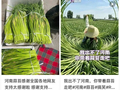频频冲上热搜，河南的蒜薹到底啥情况？