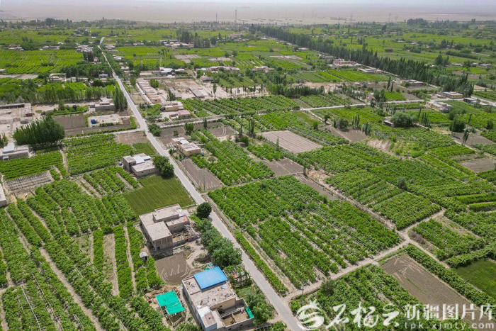 5月18日在于田县兰干乡也台吐努克村拍摄的葡萄园。
