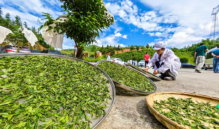 制茶大赛现场，选手正在摊晾鲜叶。吴光辉/摄