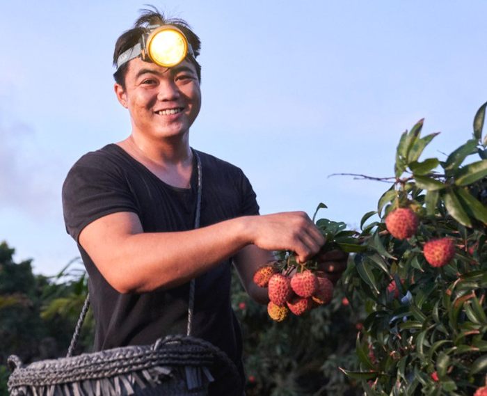 鲜红饱满的荔枝果实。