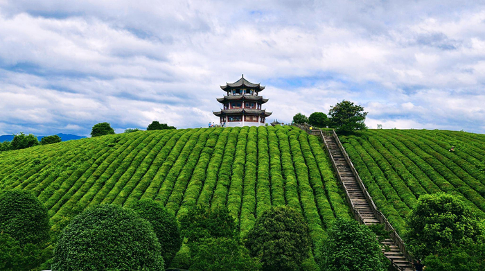 黎平县高屯街道桂花台茶园。吴光辉/摄