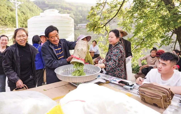 青川县沙州镇青坪村的村民正在称采好的茶叶。图源：青川县委宣传部