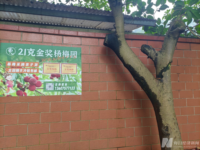 曾燕珠管理的21克金奖杨梅园 图片来源：每经记者 赵李南 摄