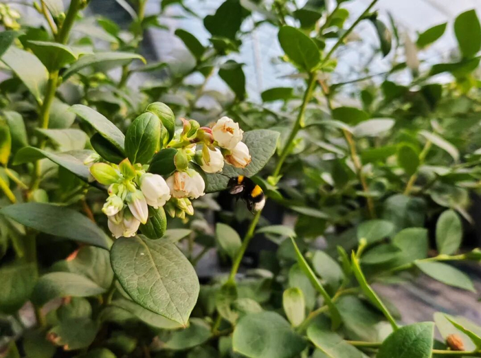 2026年5月13日，伊春友好蓝莓基地蓝莓种植棚内，蜜蜂正在授粉。新华社记者 王祚 摄
