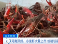火爆！夏季“顶流”批发价“跳水”！商户：几乎到低点了