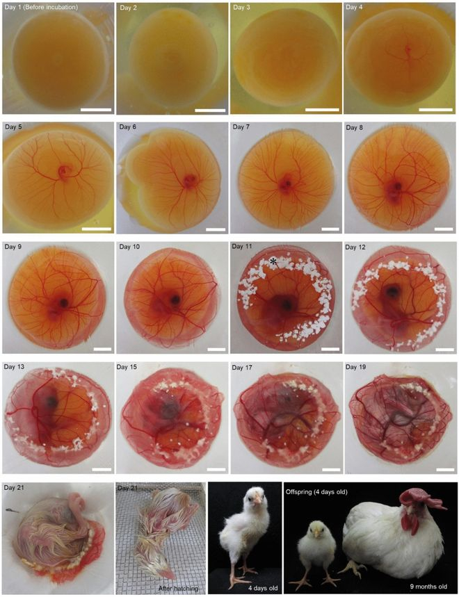 图 | 无壳孵化方案之一（来源：https://www.nature.com/article）