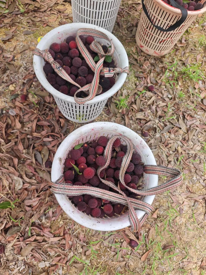 杨梅已经熟透了，却卖不出去。图 / 受访者供图