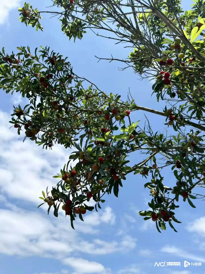 谭敏种植的杨梅。受访者供图