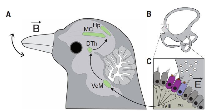 Figure7从内耳半规管到海马体的信号传导过程。图片来源：Nordmann et al., 2026