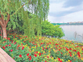 “京西小洱海”月季花海进入盛花期