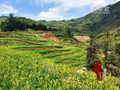 福建尤溪：黄花菜采收正当时 特色产业助增收
