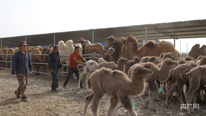达比提与村民在驼舍 （央广网记者 丁安 摄）