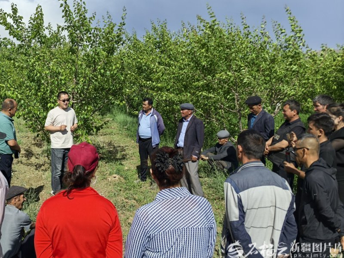 　　5月11日，自治区林业科学院专家赴乌什县，为杏树种植户开展精细化栽培管理技术培训。赵蕾 摄