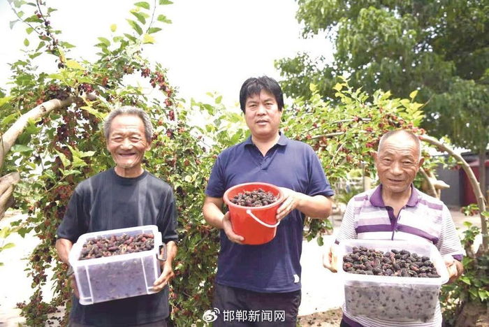 乔少红（中）和村民展示采摘的桑葚。邯郸新闻传媒中心记者 刘靖 摄