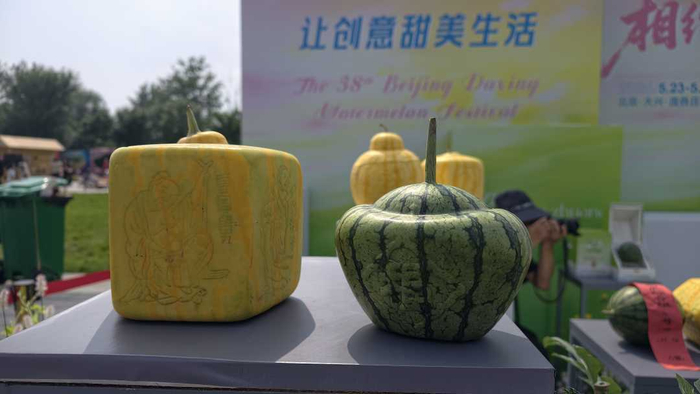 西瓜节上展示的各类西瓜品种。  韩秉志摄