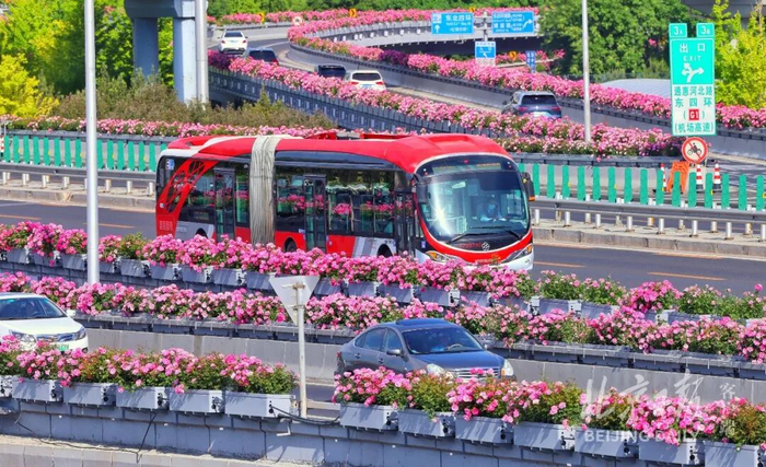 北京四惠桥的月季，开成了流动的花河。潘之望摄