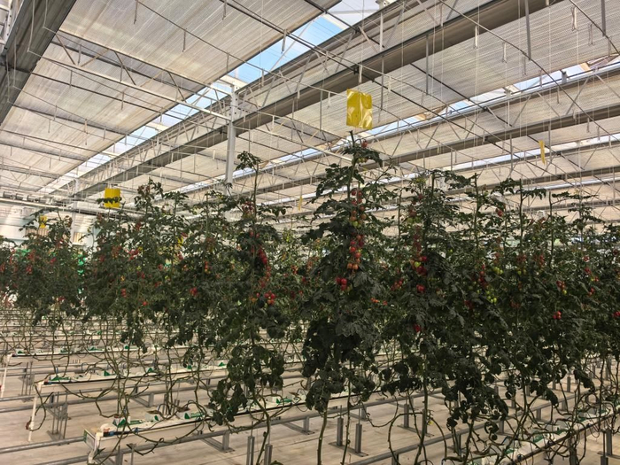 寿光纪都现代农业共富园区智能温室里种植的特色品种小番茄。新华社记者 王志 摄
