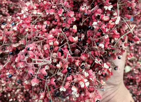 花椒种子乌黑发亮，称为椒目，传统医学将其用于利水消肿、祛痰平喘。图片来源：董繁荣 摄