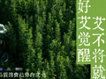 天猫健康《2026艾草行业品质消费趋势白皮书》：艾草消费决策中价格仅占2%，超七成用户首选安全与品质