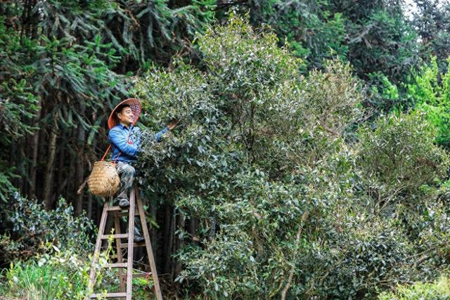 丽水市庆元县龙溪乡村民正在从古茶树上采摘茶叶。（丽水市委宣传部供图）