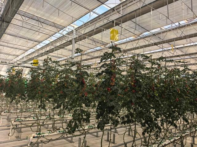 寿光纪都现代农业共富园区智能温室里种植的特色品种小番茄。新华社记者 王志 摄