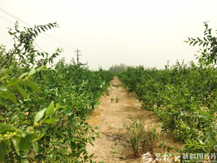 　　民丰县后河坝沙漠阻击区种植的枣园郁郁葱葱。（资料图）石榴云/新疆日报记者 曹华摄