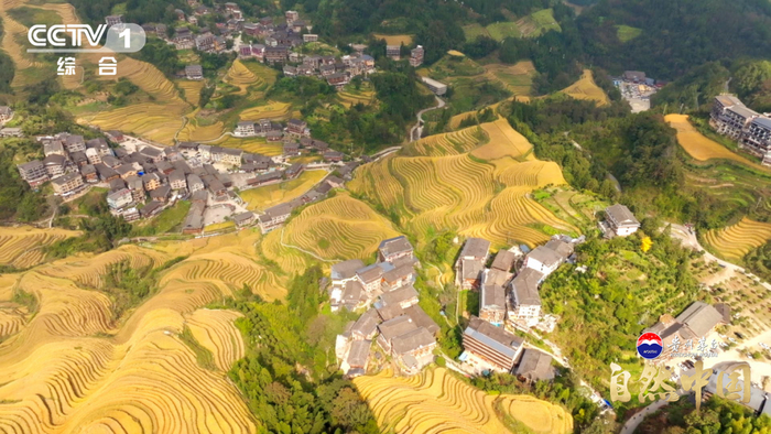 △广西龙脊梯田，“小山如螺，大山成塔”，被联合国粮农组织认定为全球重要农业文化遗产