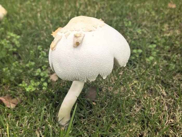 剧毒蘑菇“大青褶伞”。融媒记者 龙凤/摄