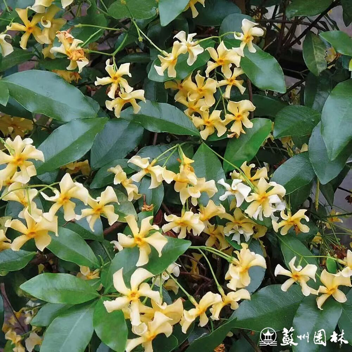 来源：养花交流