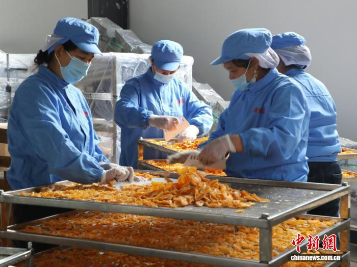 工人在制作甜桔柚干。叶佳琪供图