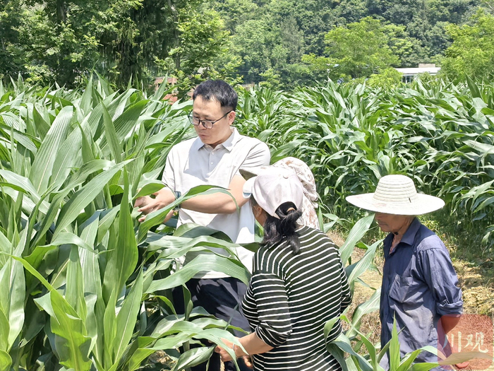 宣汉县农业技术推广站站长刘海瑞向农户讲解田间管理知识。袁城霖 摄