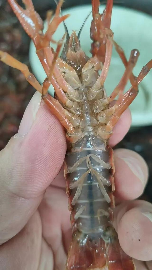 正常洗净后的小龙虾，腹部正常白中带微黄略有泥垢。 （资阳市雁江区小龙虾养殖协会供图）