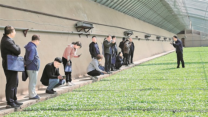 先锋村的大棚课堂。 资料图片