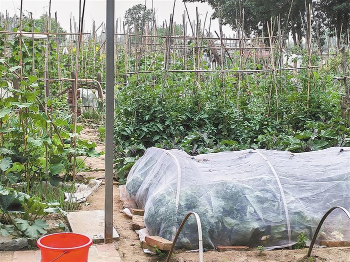     菜地内蔬菜长势正好。本报记者 曹明明 摄