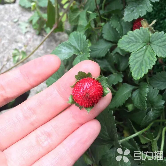 蛇莓。图源：引力播
