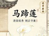 花寄廉语丨马蹄莲：清姿挺秀 刚正守廉