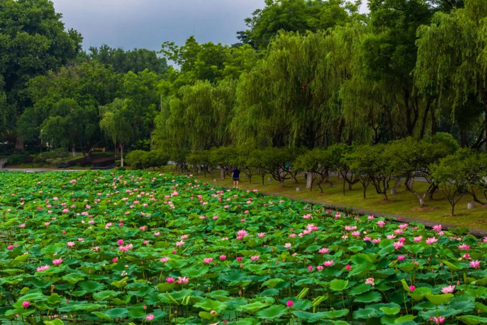 梁翠堤