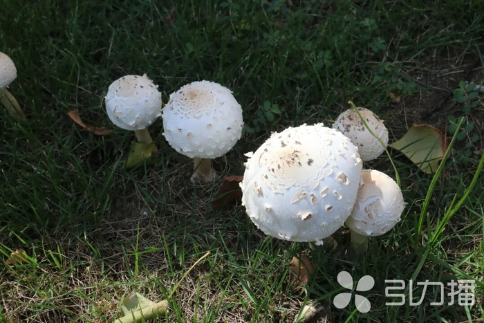 苏州某小区内拍摄到的青毒伞
