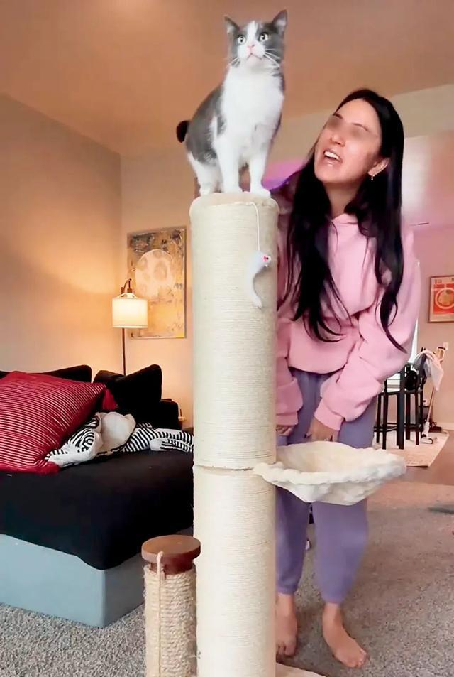 天元宠物视频展示猫爬架产品 图/视频截图