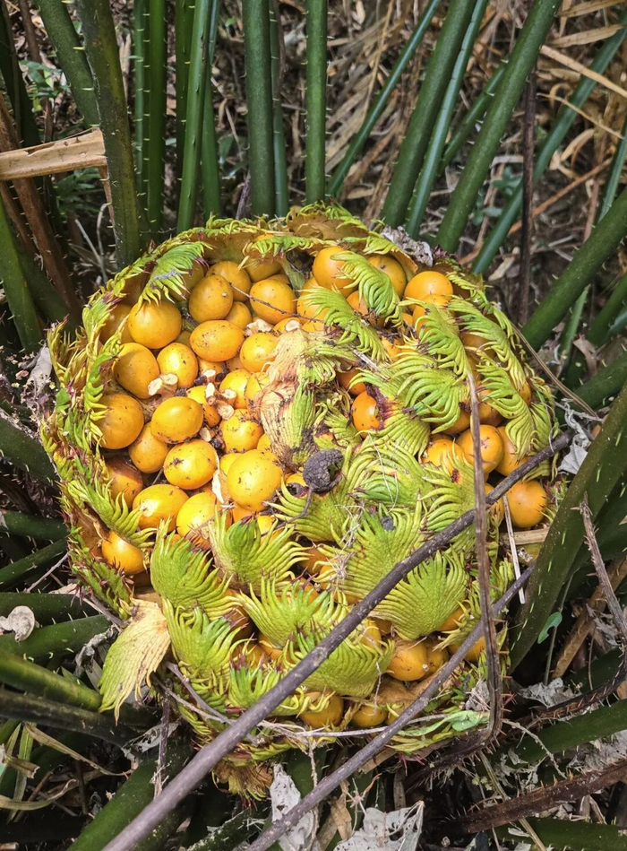 仙湖苏铁的雌球果，里面包裹着已经发育成熟的种子