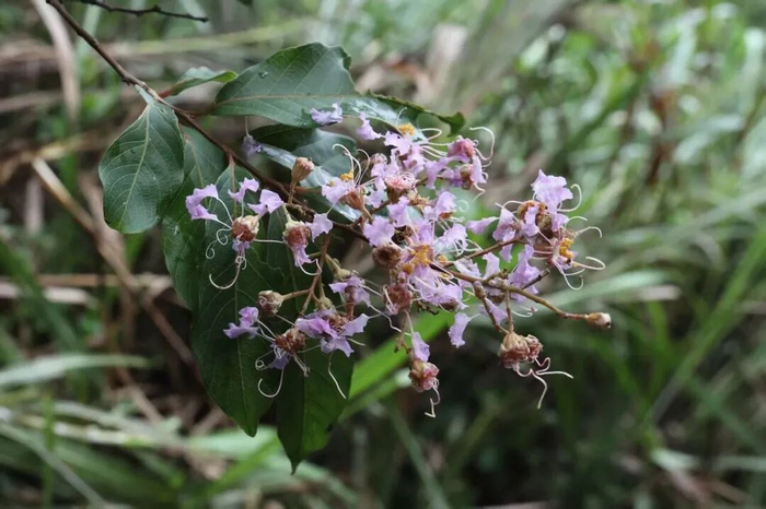 阳春紫薇