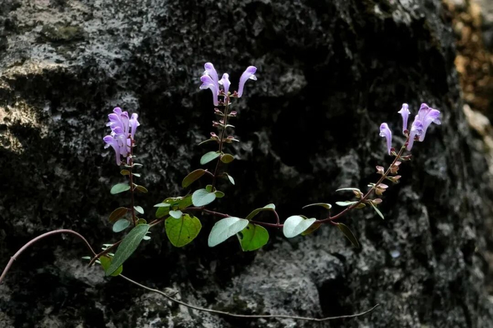 阳春黄芩