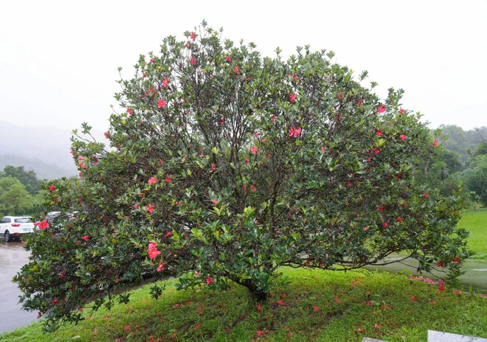 杜鹃红山茶