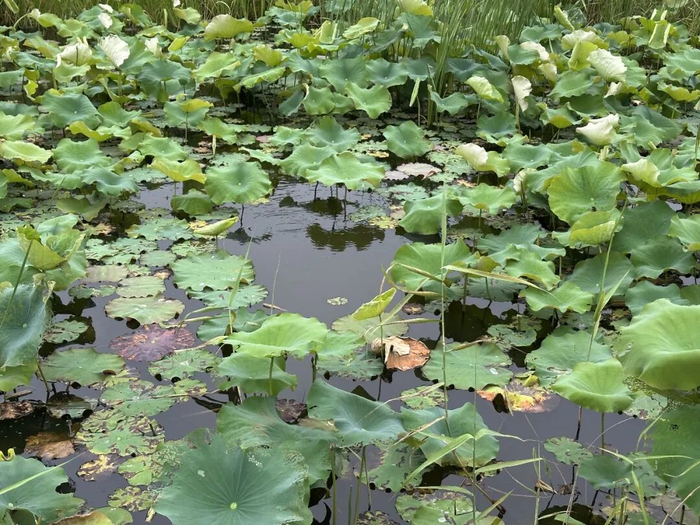 如果誰從來沒想過發瘋，那一定瘋得不輕
