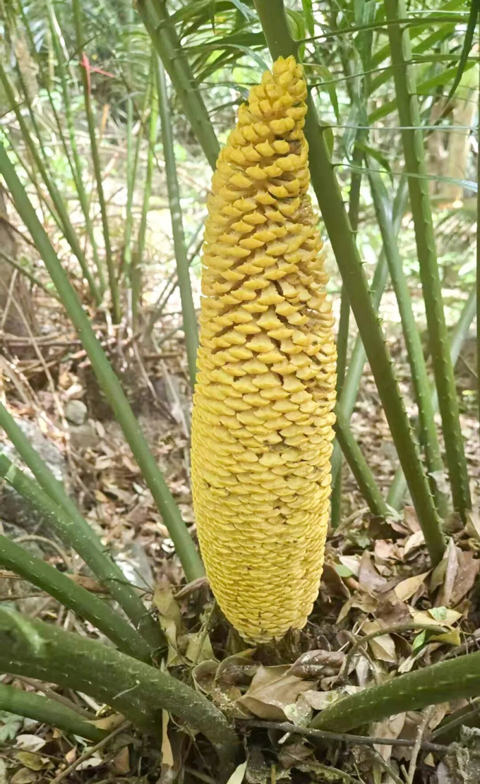 雄株（公）仙湖苏铁春季开玉米棒状雄球花
