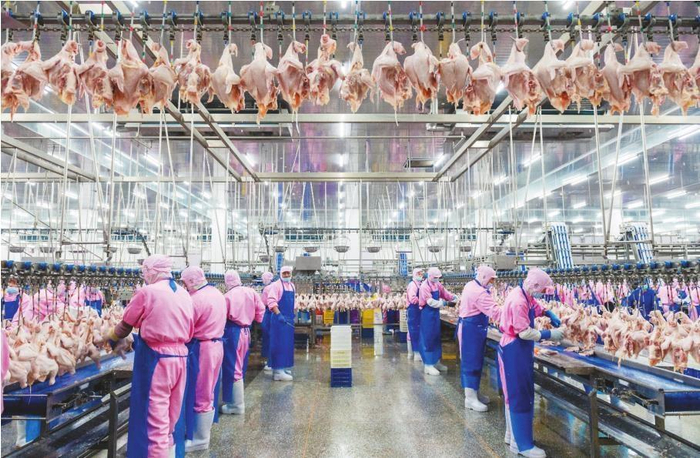 辽宁昊明食品集团生产车间白羽肉鸡现代化屠宰生产线高速运转。 企业供图