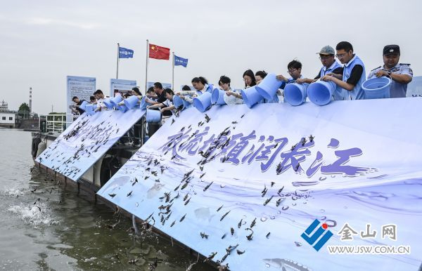 鱼苗顺着放流板跃入江中。