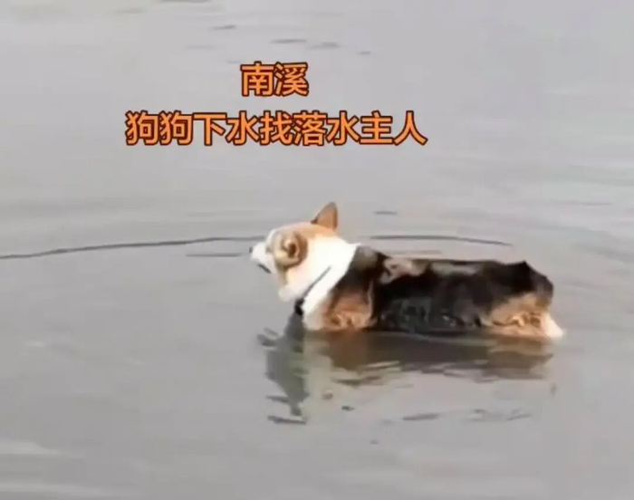 ▲主人失踪后狗狗多次下水寻找